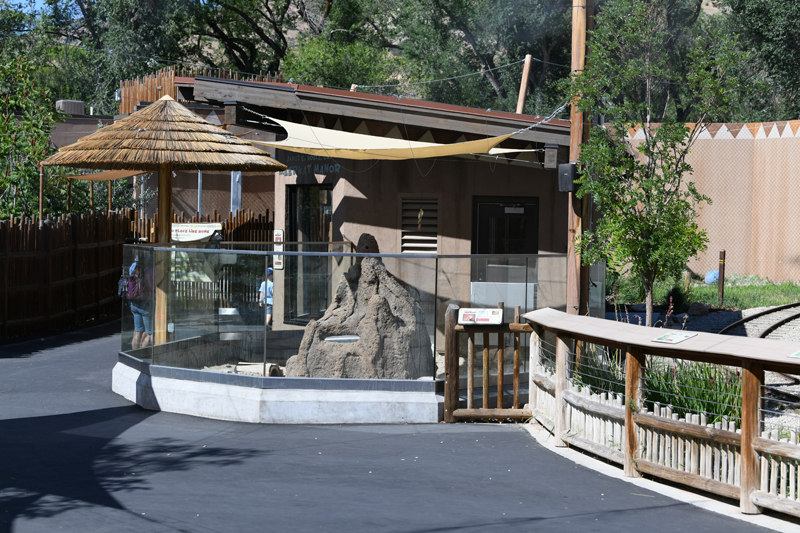 meerkat exhibit (opened summer 2019)