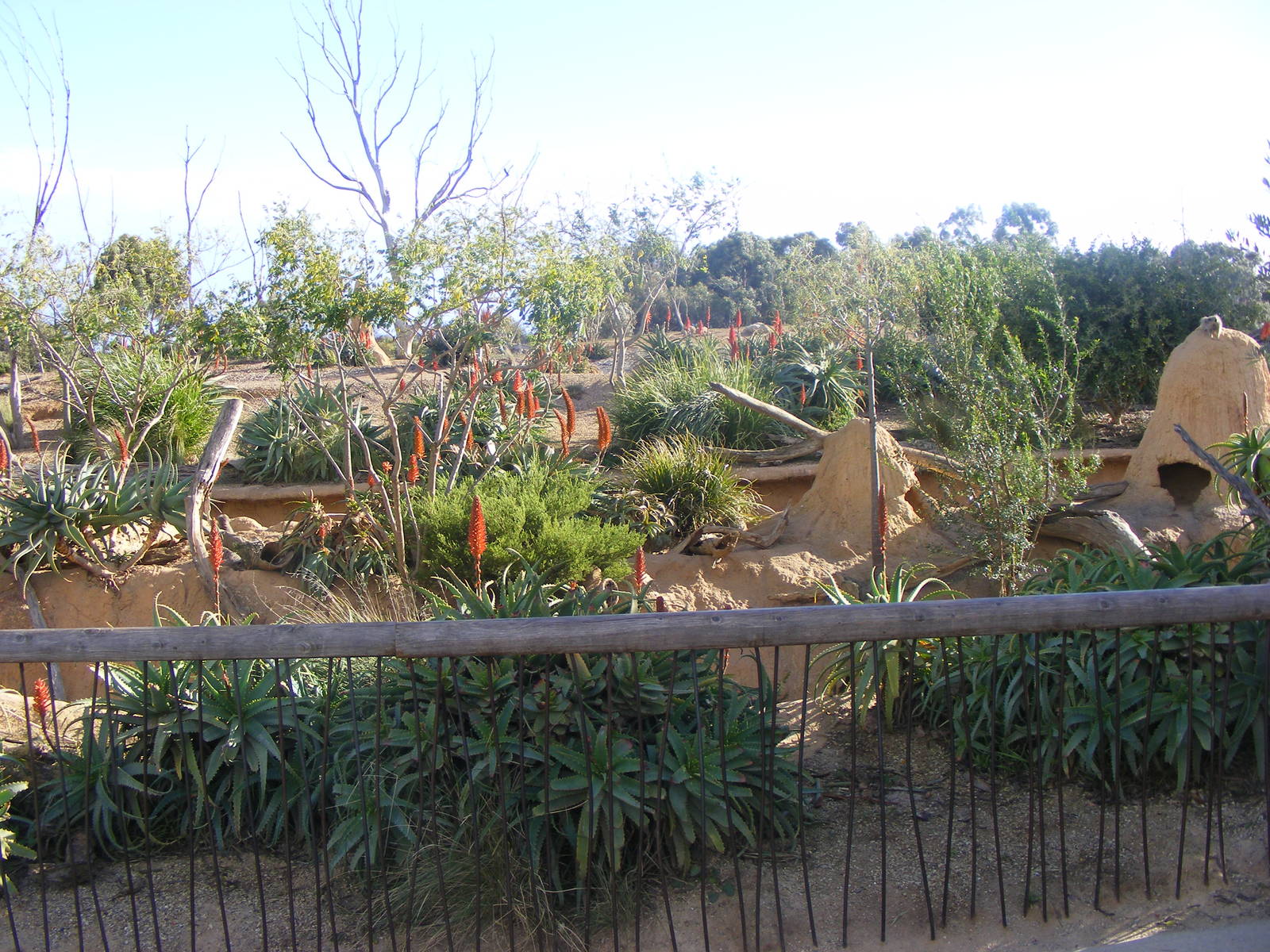 Meerkat Exhibit; Opposite Lions - July, 2009