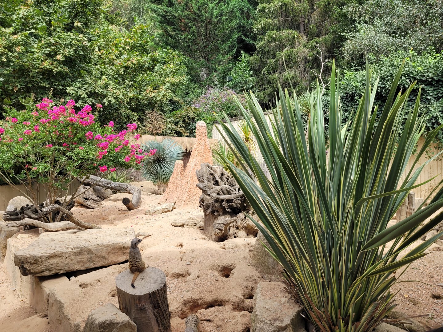 Meerkat exhibit -Parc Animalier des Pyrénées (2023)