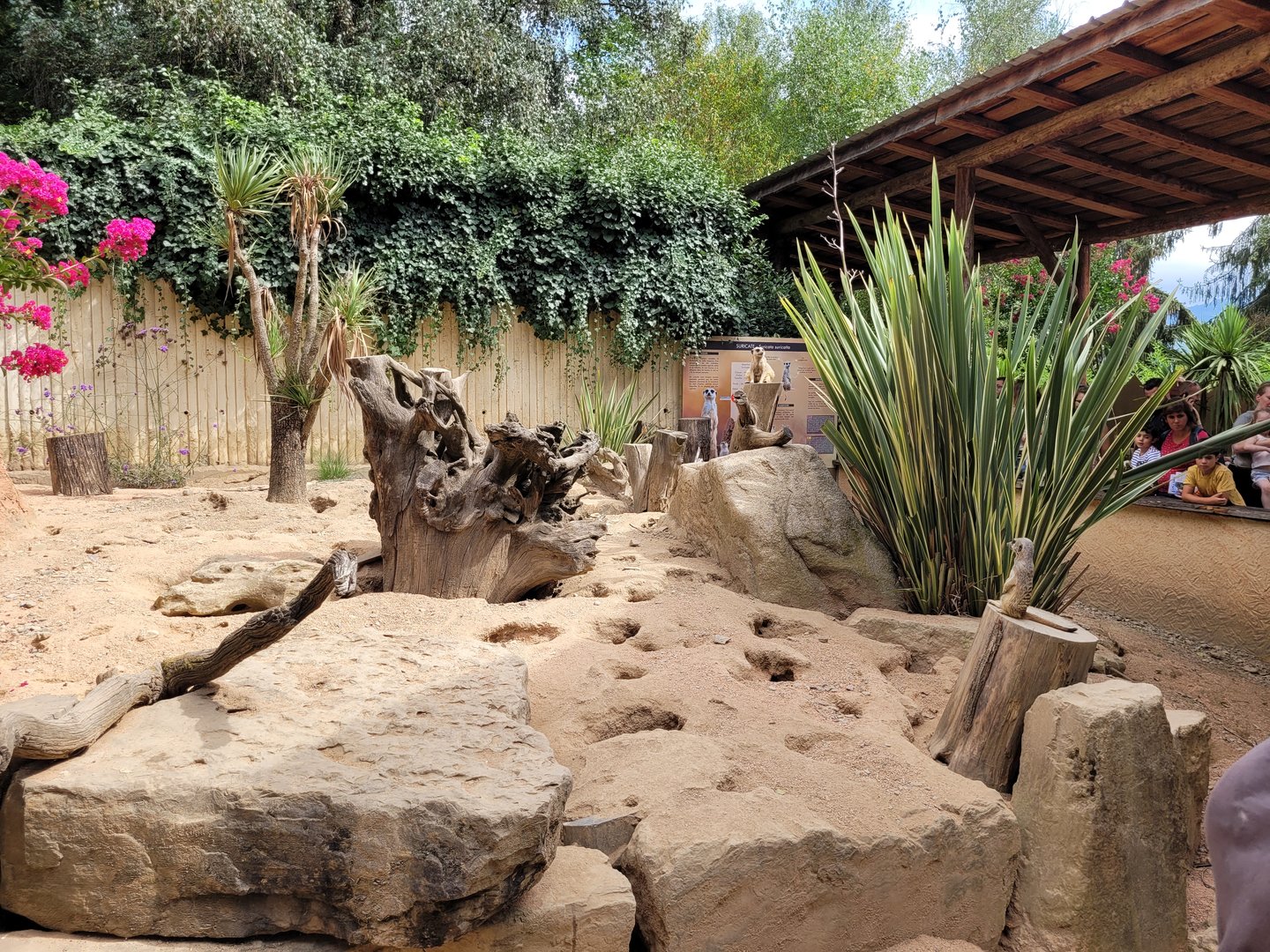 Meerkat exhibit -Parc Animalier des Pyrénées (2023)