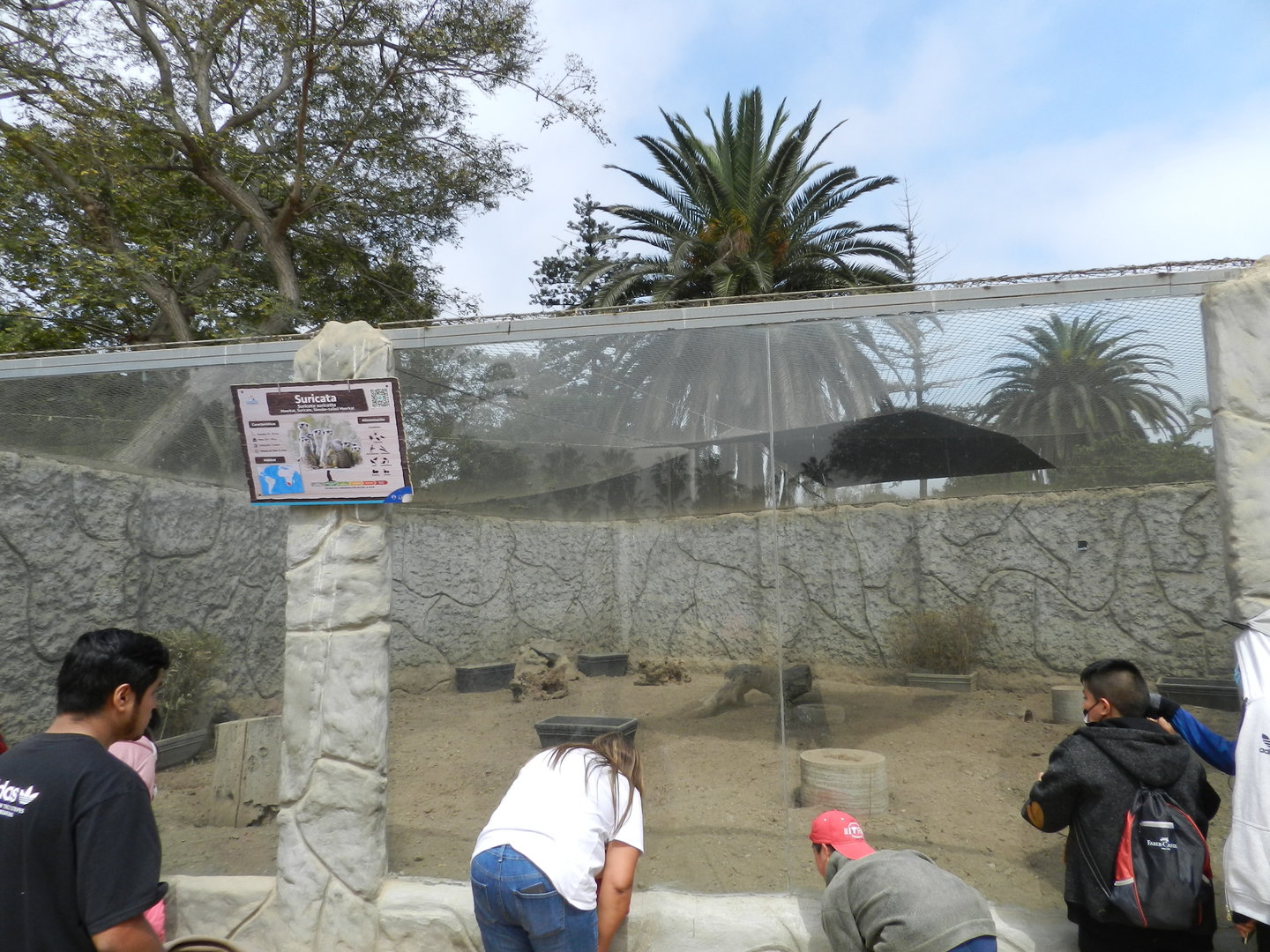 Meerkat exhibit - Parque de Las Leyendas