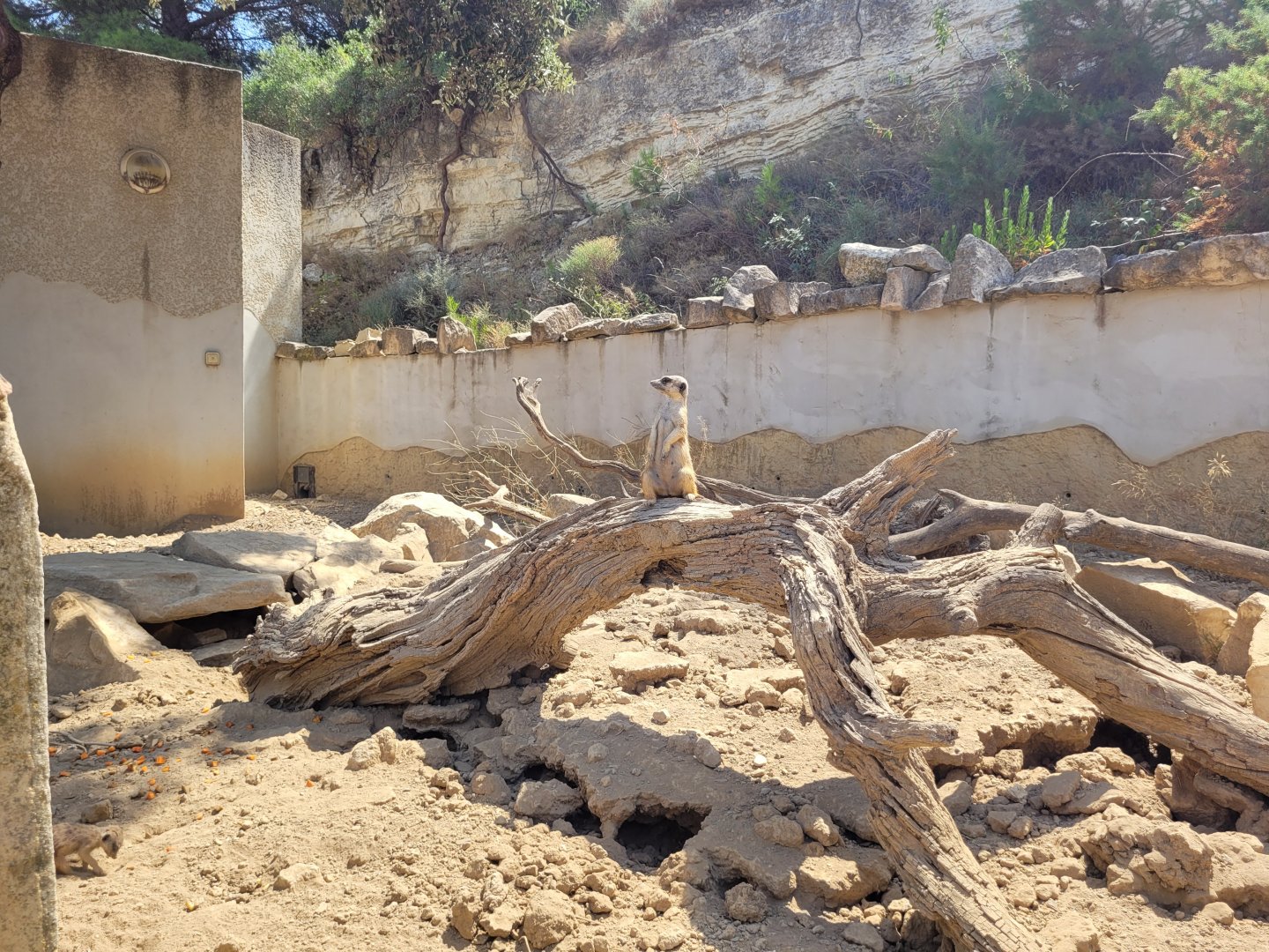 Meerkat exhibit -Réserve Africaine de Sigean (2022)