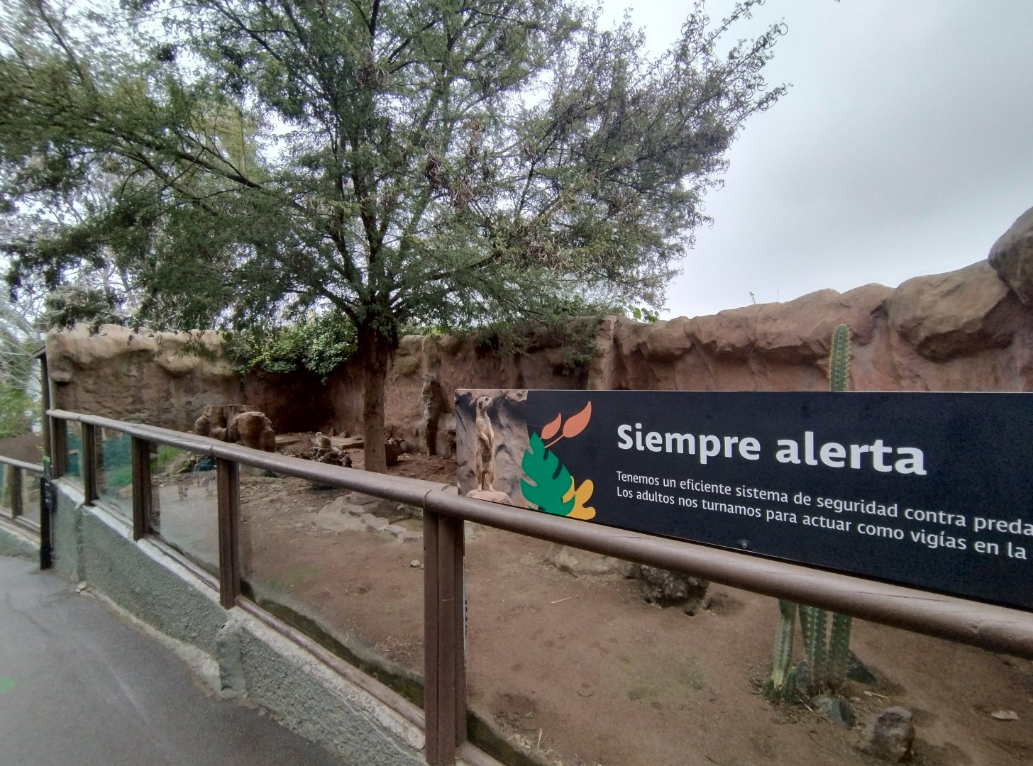 Meerkat exhibit - Santiago zoo (Zoologico nacional)