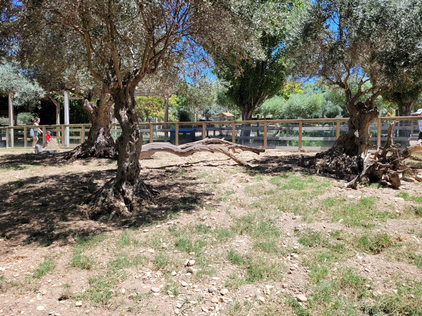 Meerkat exhibit -Sendaviva (2024)