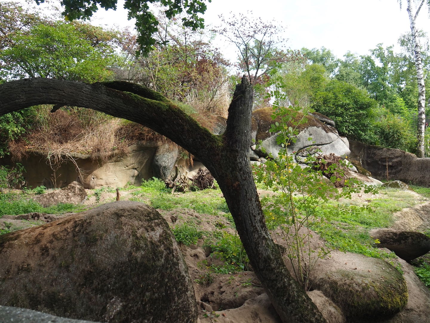 Meerkat exhibit (Sep 16th, 2018)