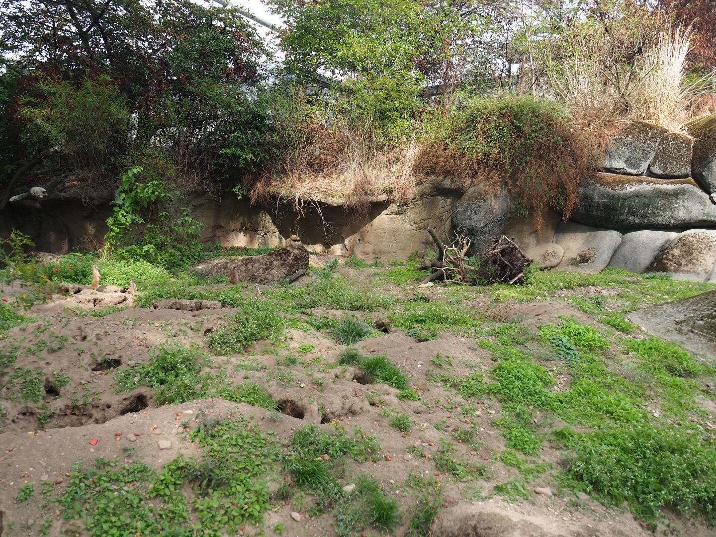 Meerkat exhibit (Sep 16th, 2018)