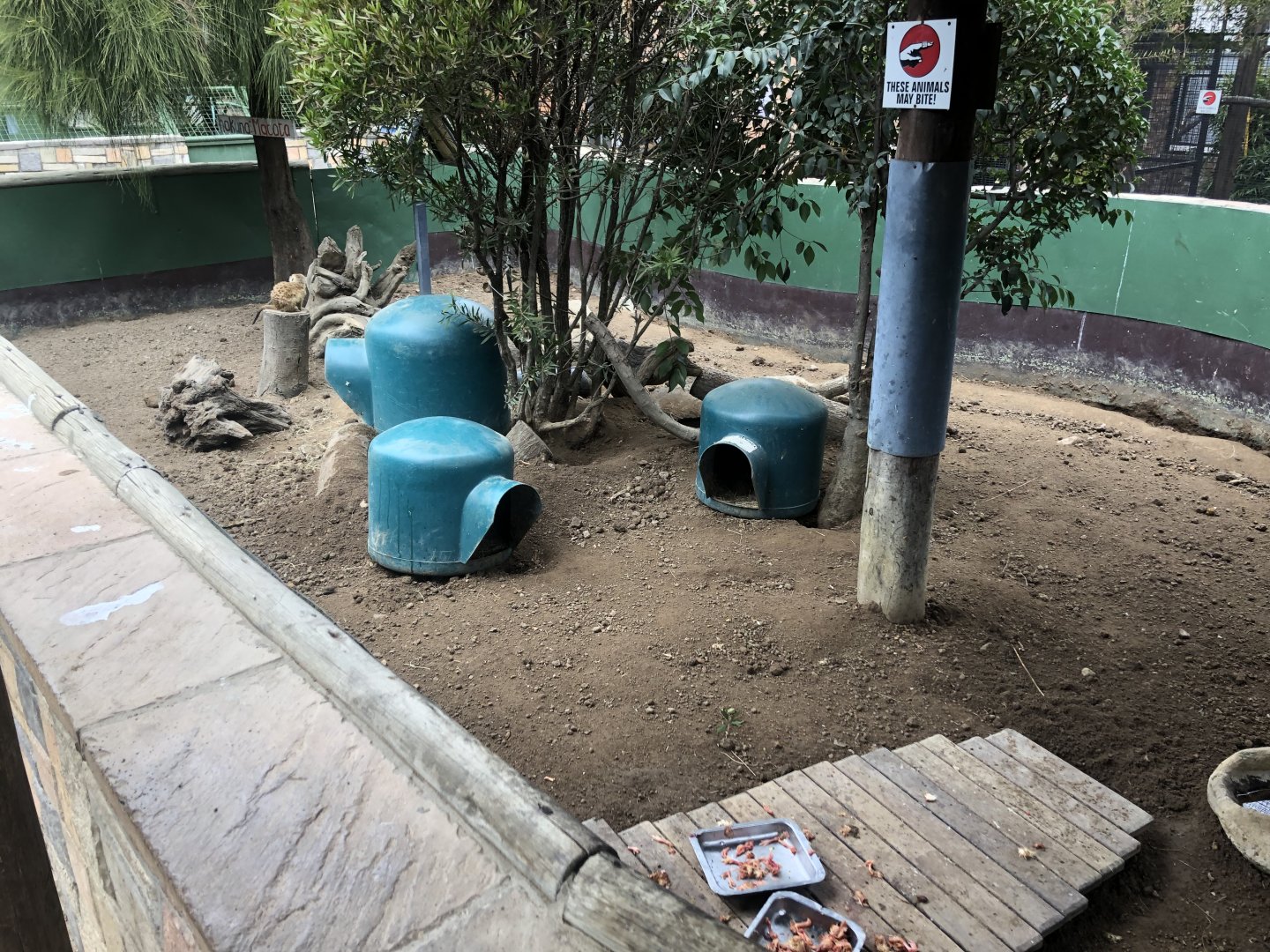 Meerkat Exhibit (Suricata suricatta)