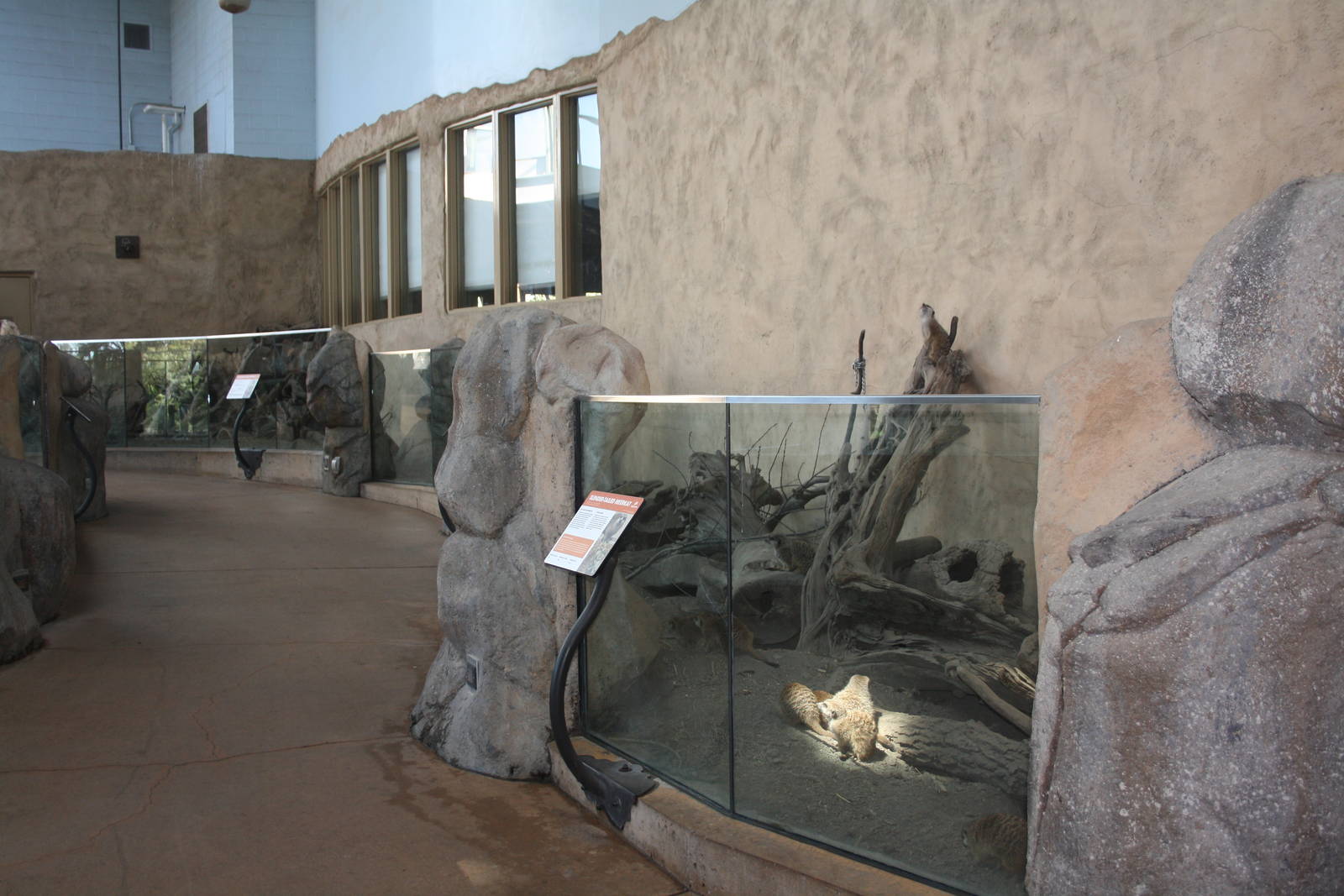 Meerkat Exhibit (the entire right-hand side)