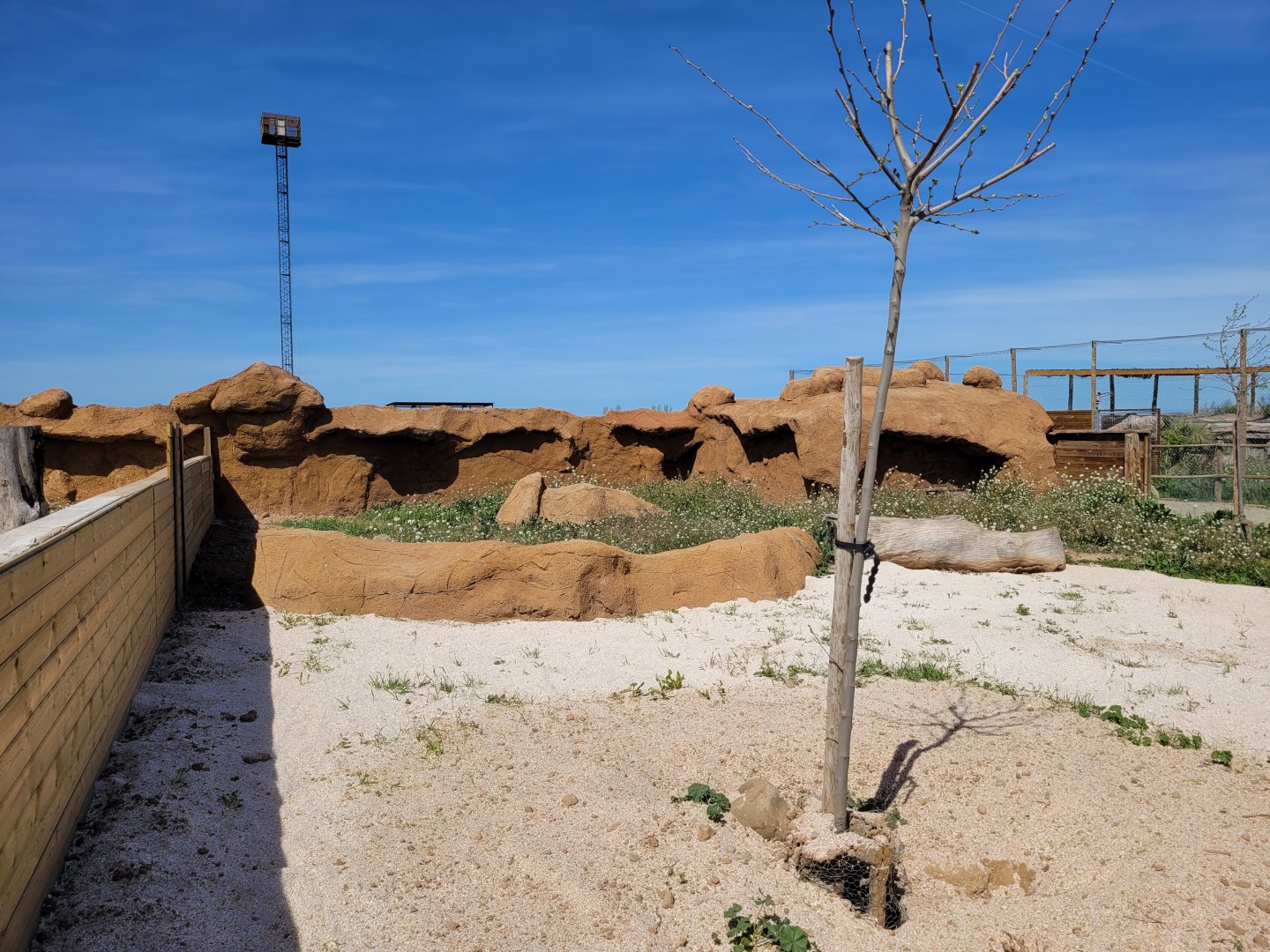 Meerkat exhibit -Tierra Rapaz (2024)
