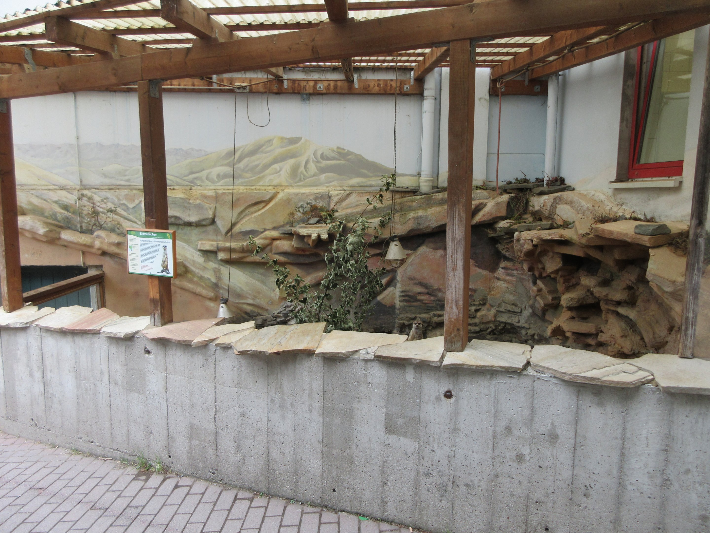 Meerkat Exhibit - very small