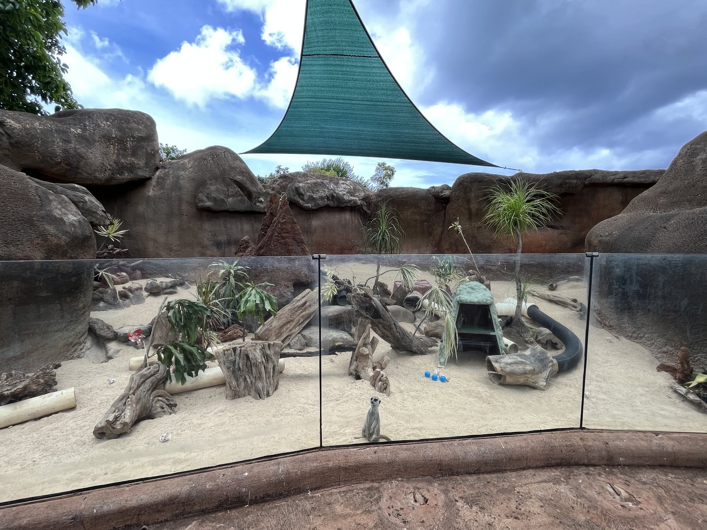 Meerkat Exhibit (with one for scale)