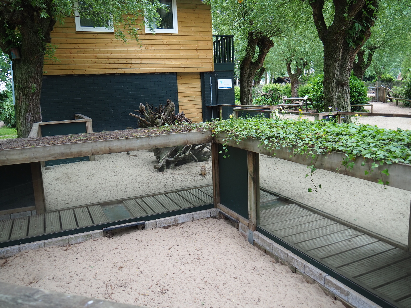 Meerkat exhibit - With play tunnel, 2019-05-25