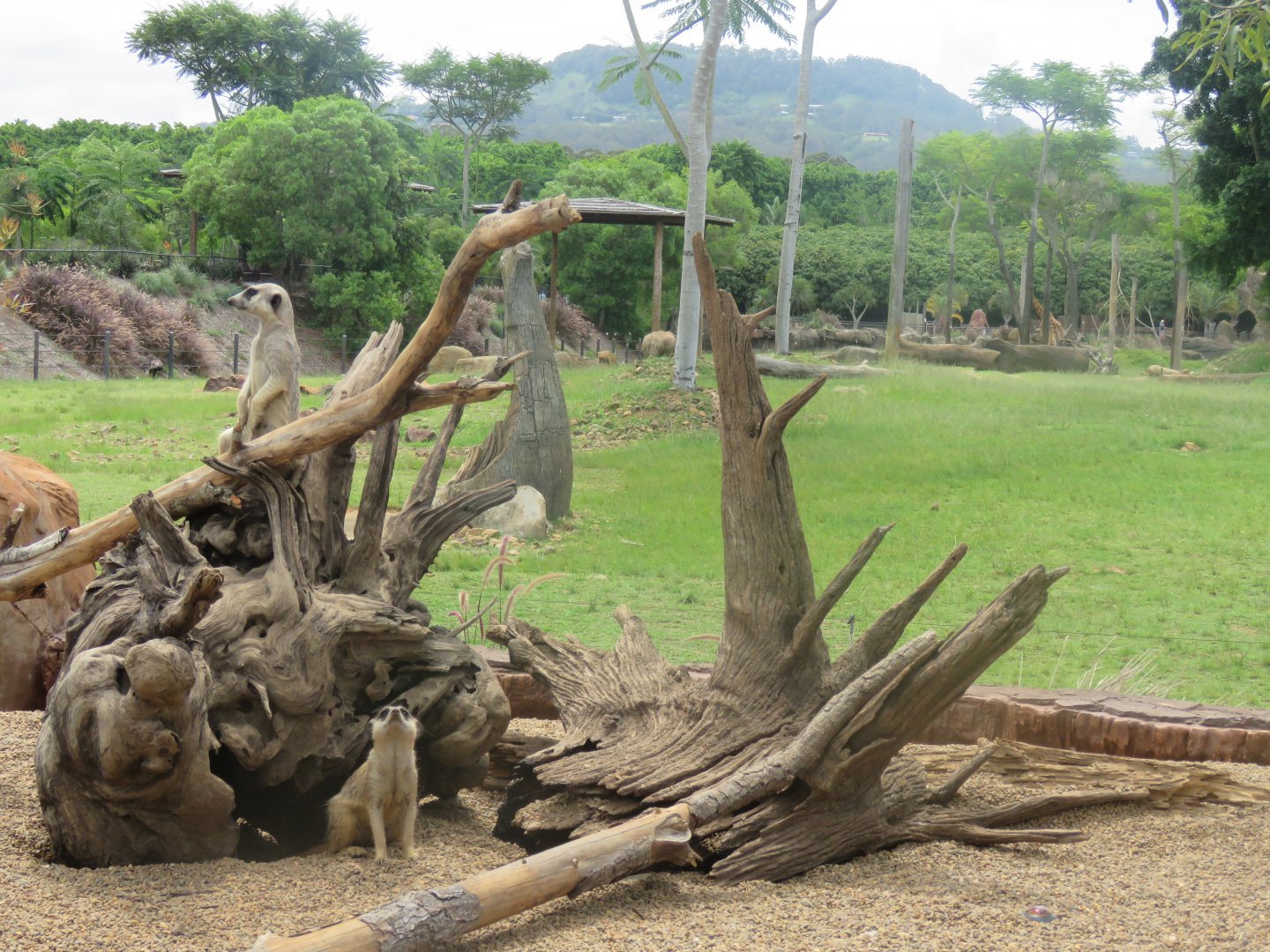Meerkat Exhibit with sightline over African exhibit
