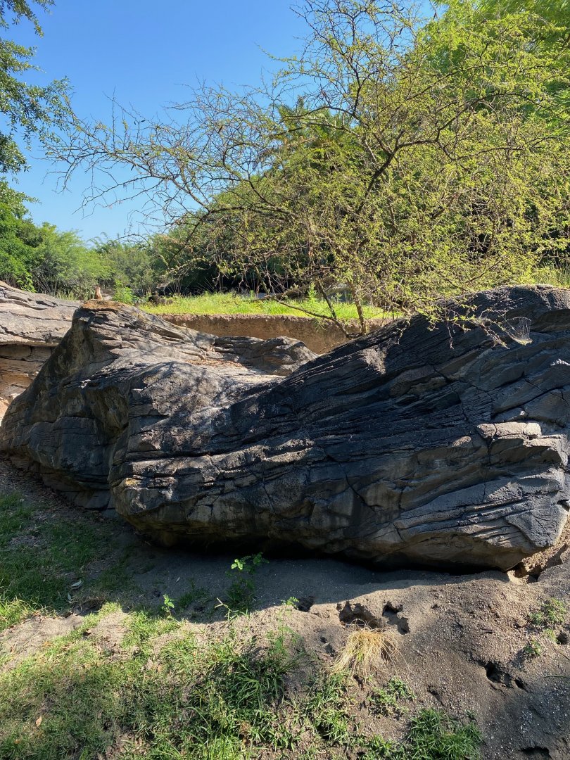 Meerkat Exhibit (with zebras in background)