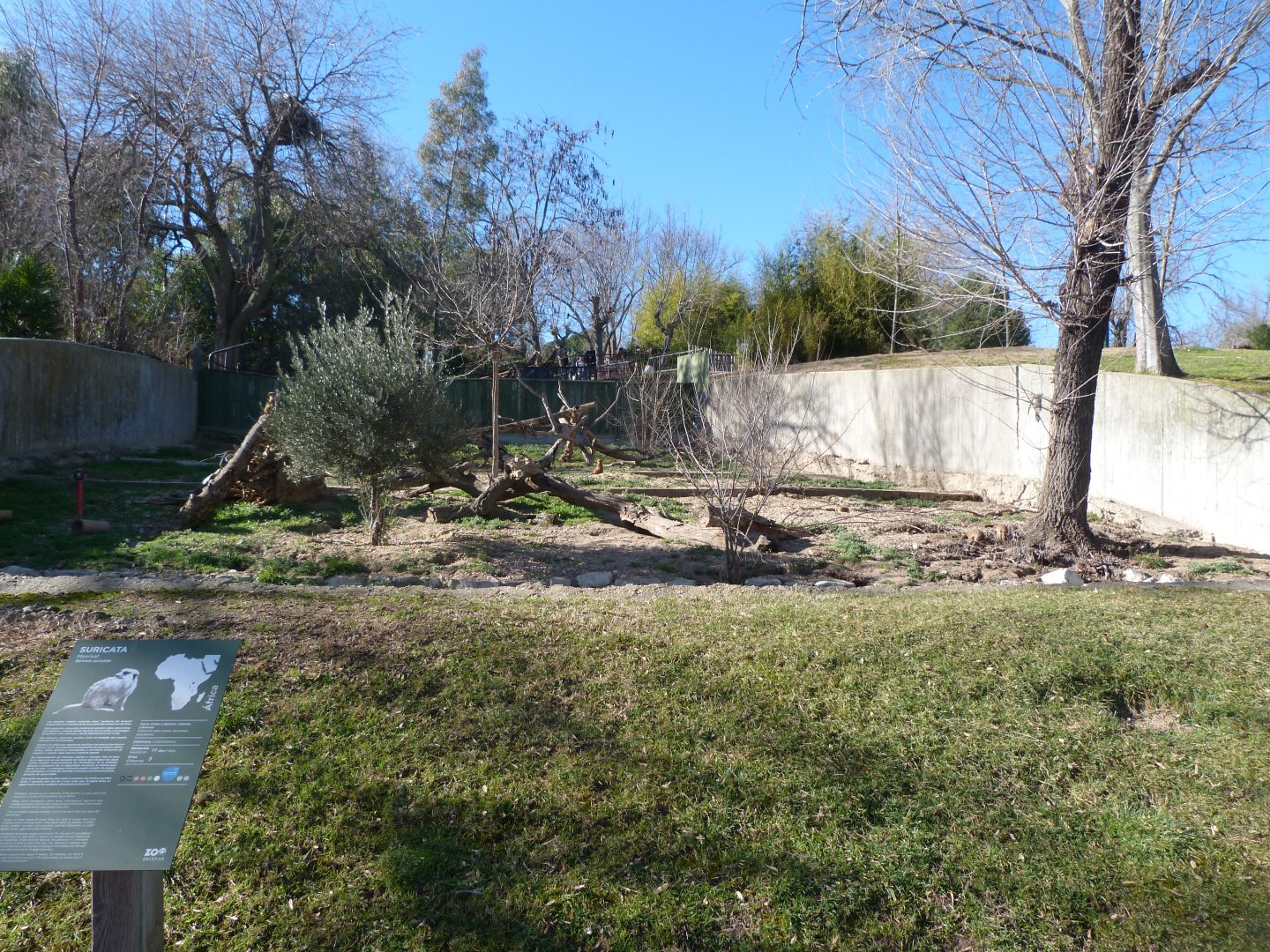 Meerkat exhibit -Zoo Aquarium de Madrid (2025)