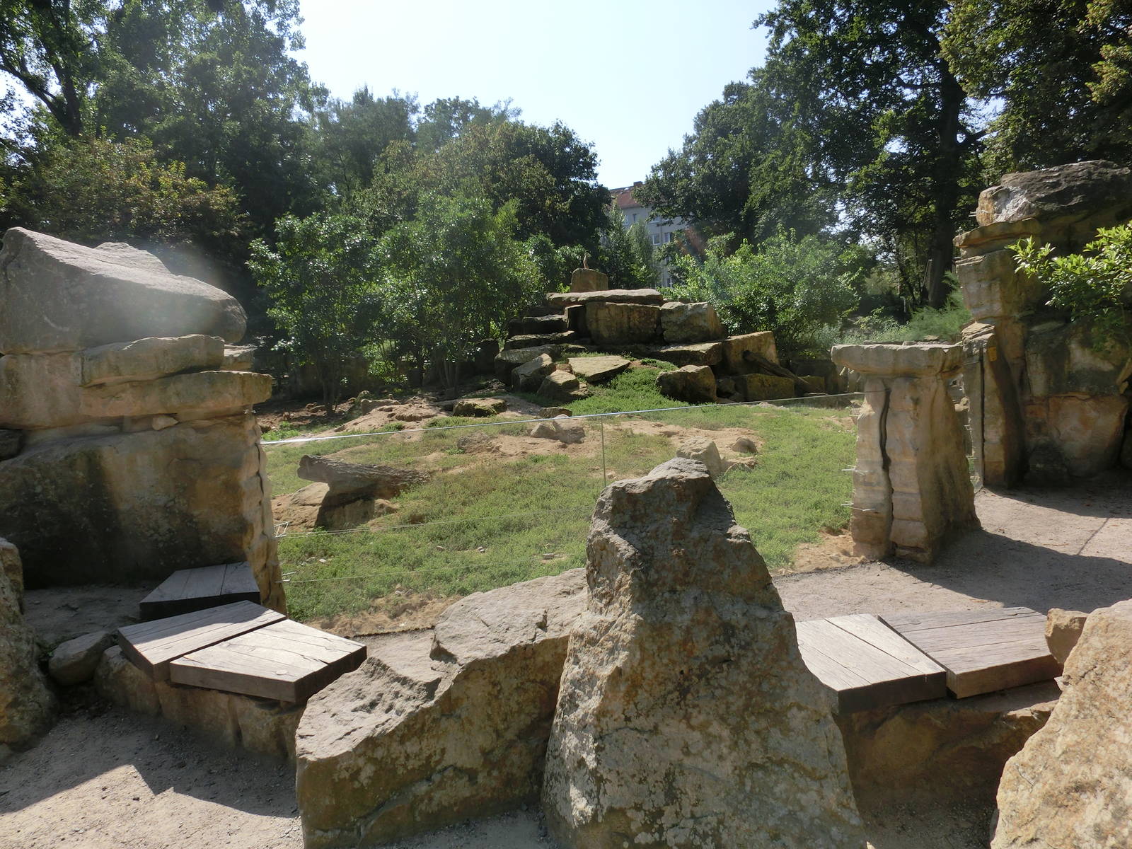 Meerkat exhibit - Zoo Dresden