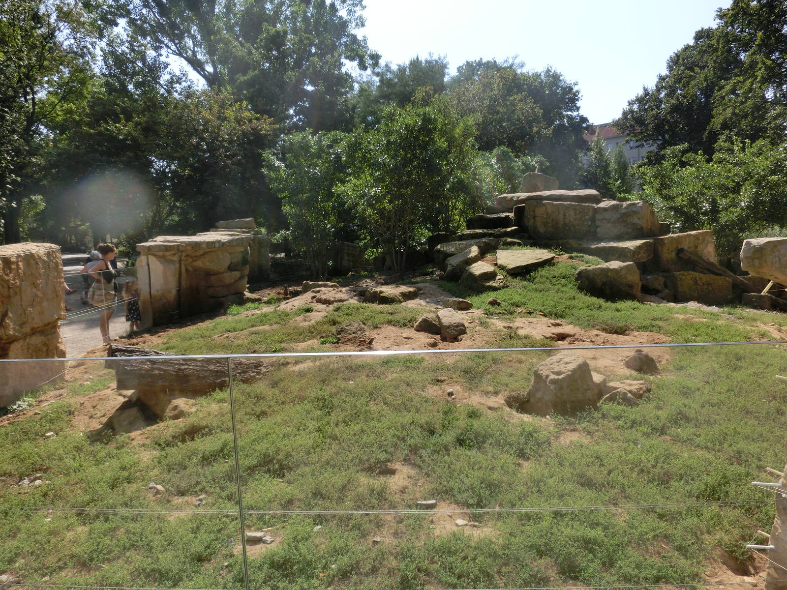 Meerkat exhibit - Zoo Dresden