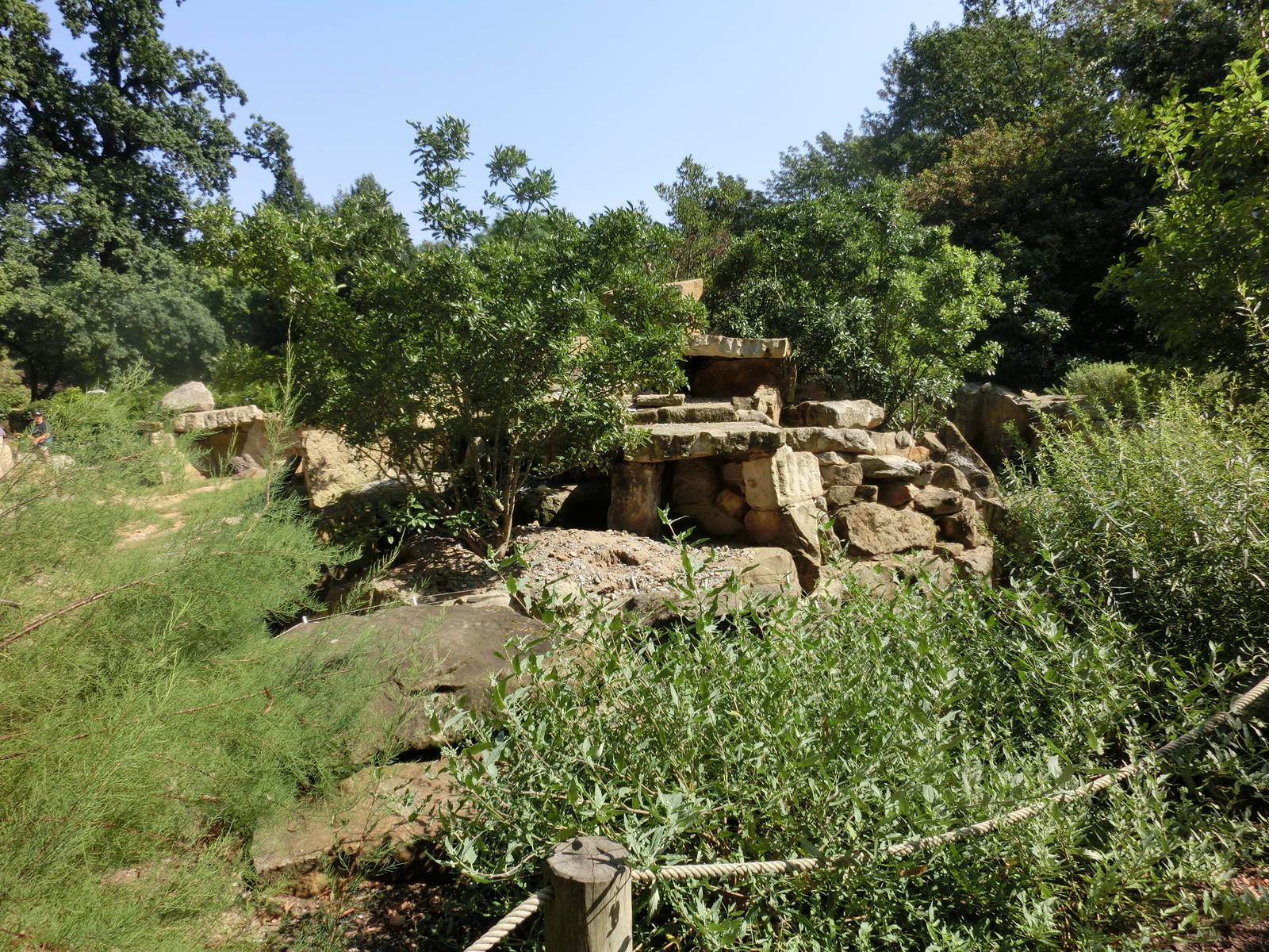Meerkat exhibit - Zoo Dresden
