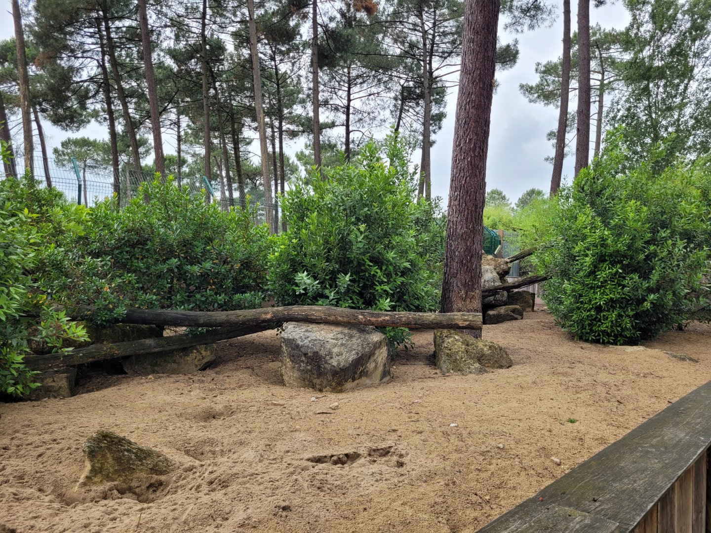 Meerkat exhibit -Zoo du bassin d'Arcachon (2024)