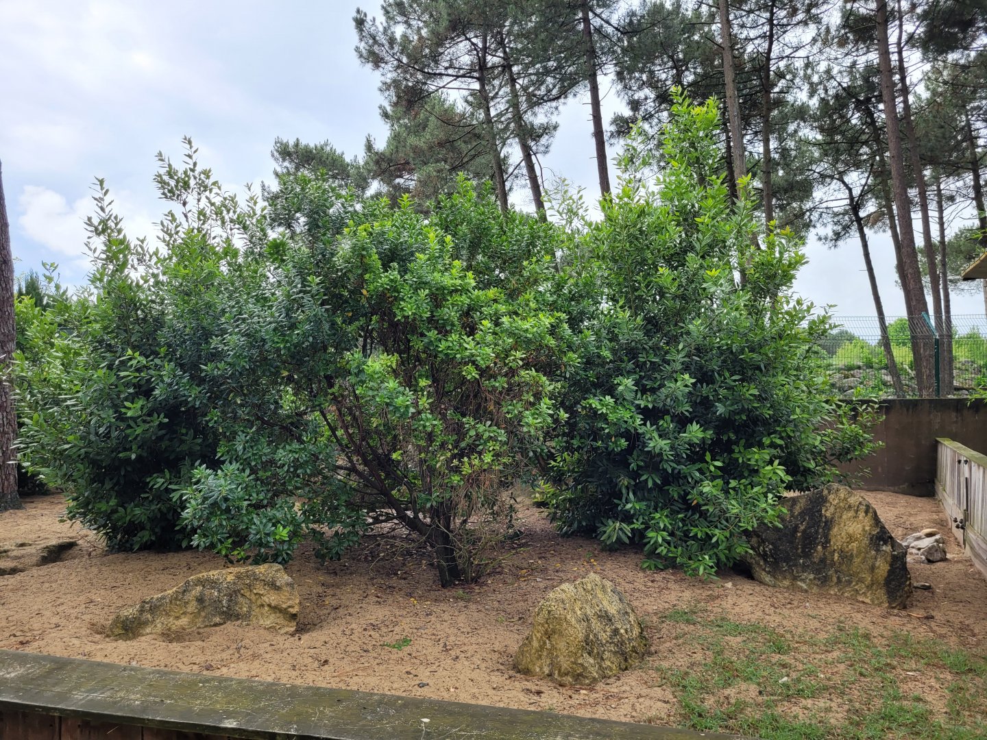Meerkat exhibit -Zoo du bassin d'Arcachon (2024)
