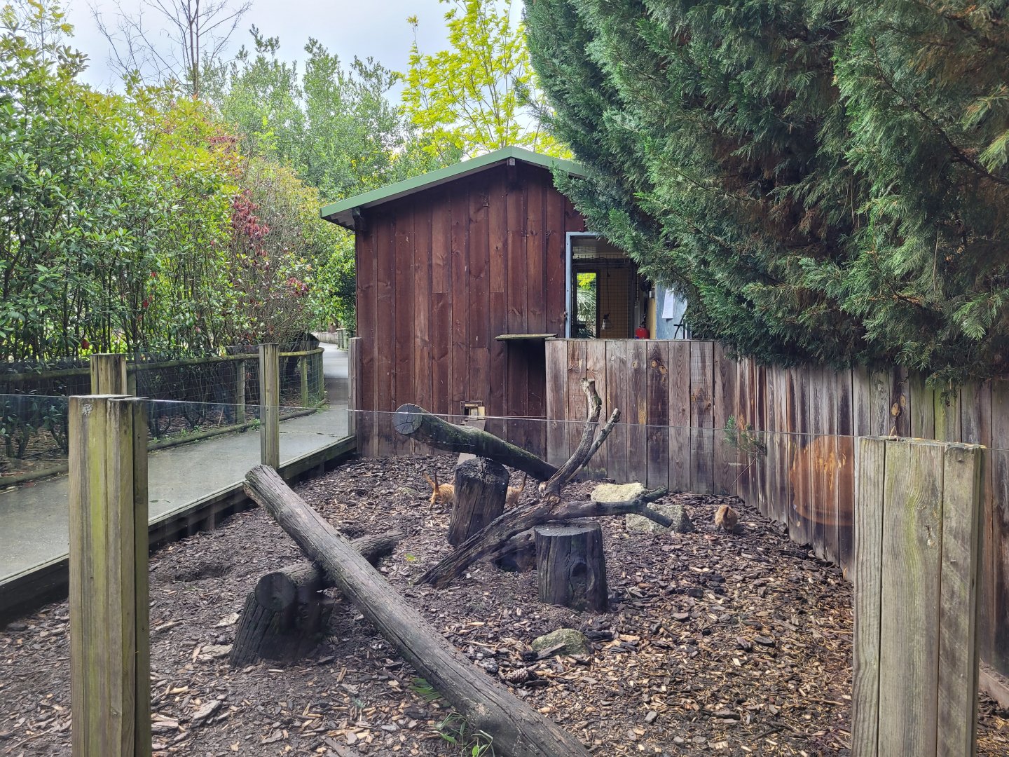 Meerkat exhibit -Zoo du bassin d'Arcachon (2024)