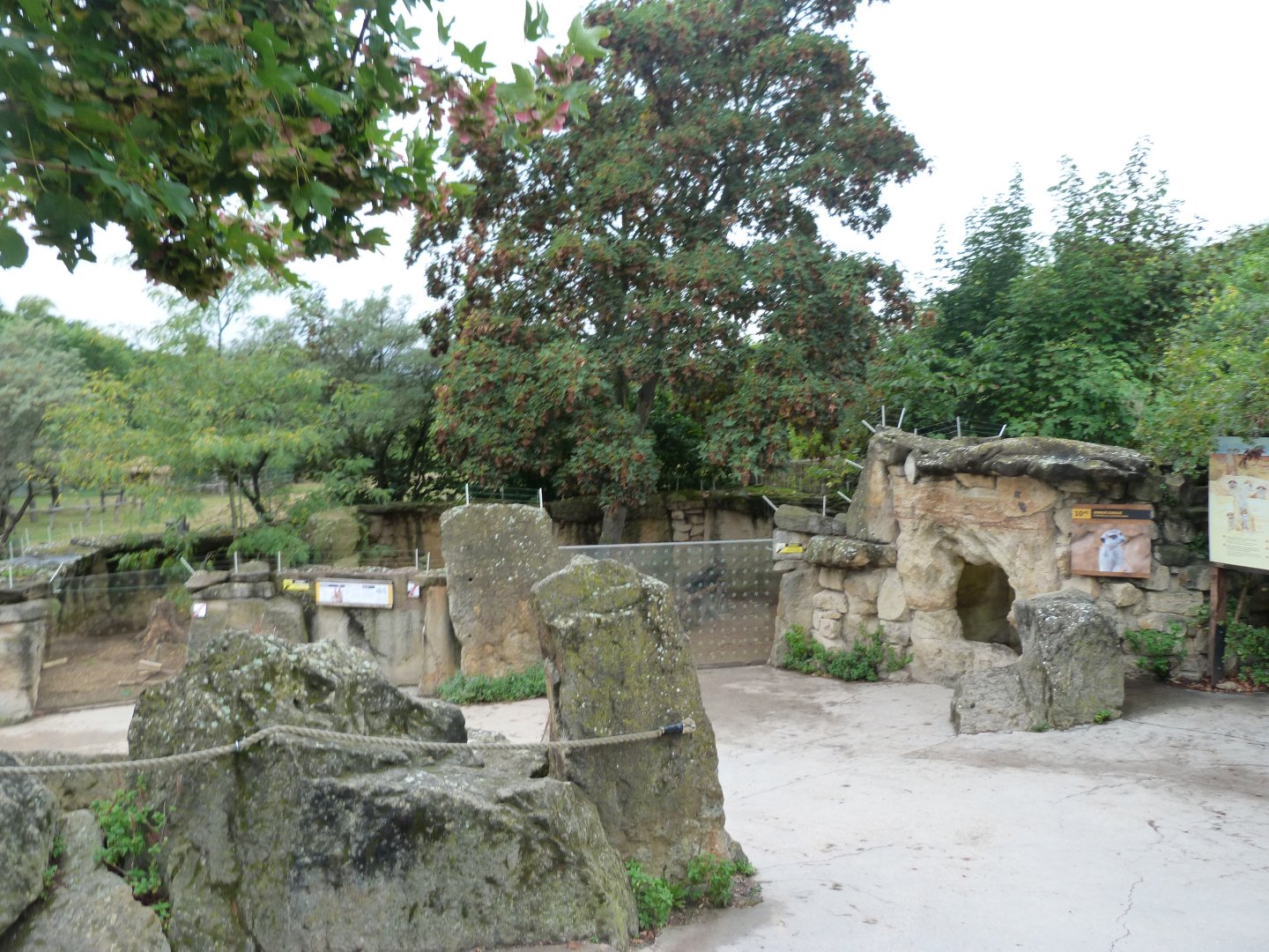 Meerkat exhibit -Zoo Praha (2025)