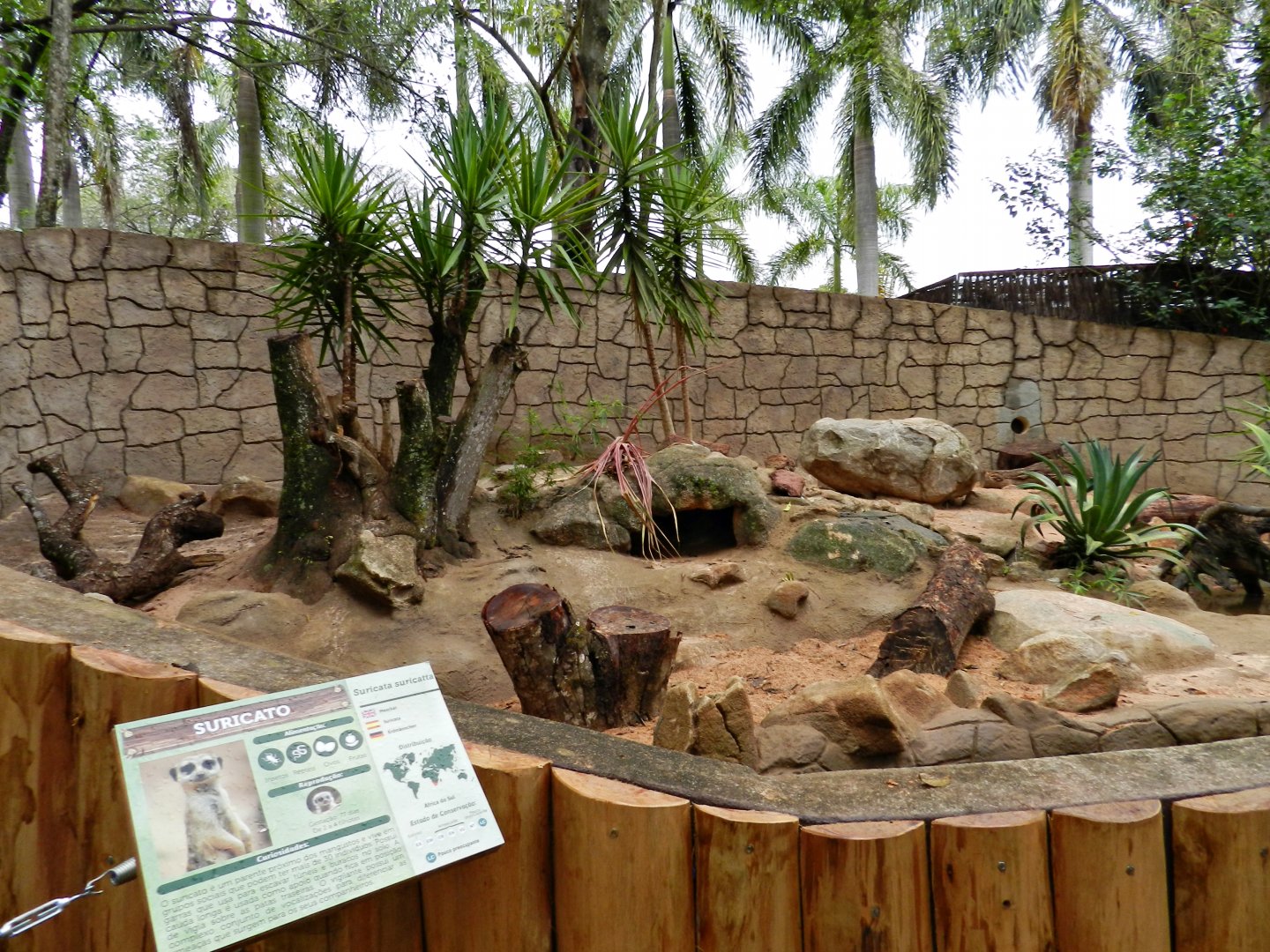 Meerkat exhibit - Zooparque itatiba