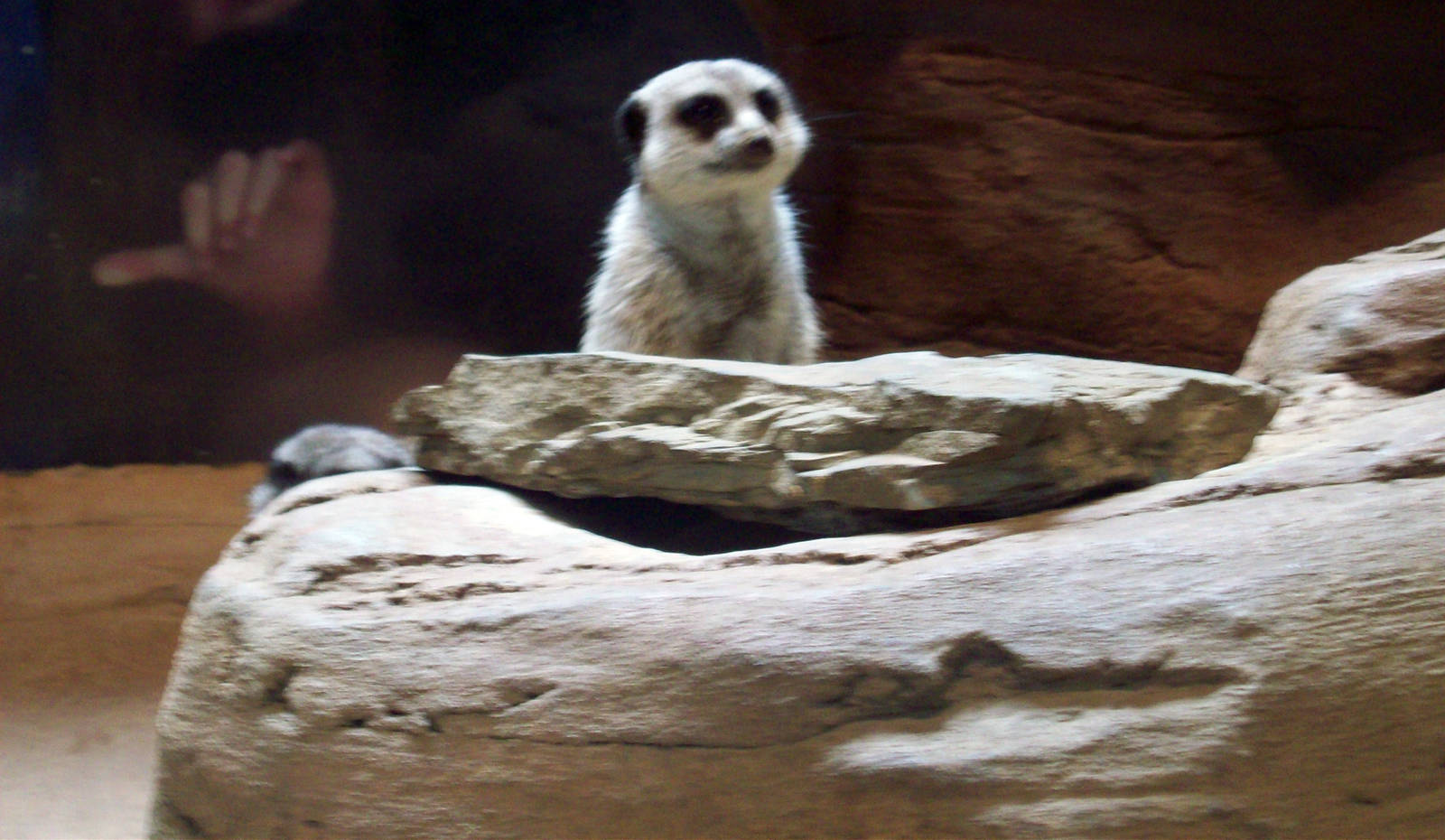 Meerkat exhibit.