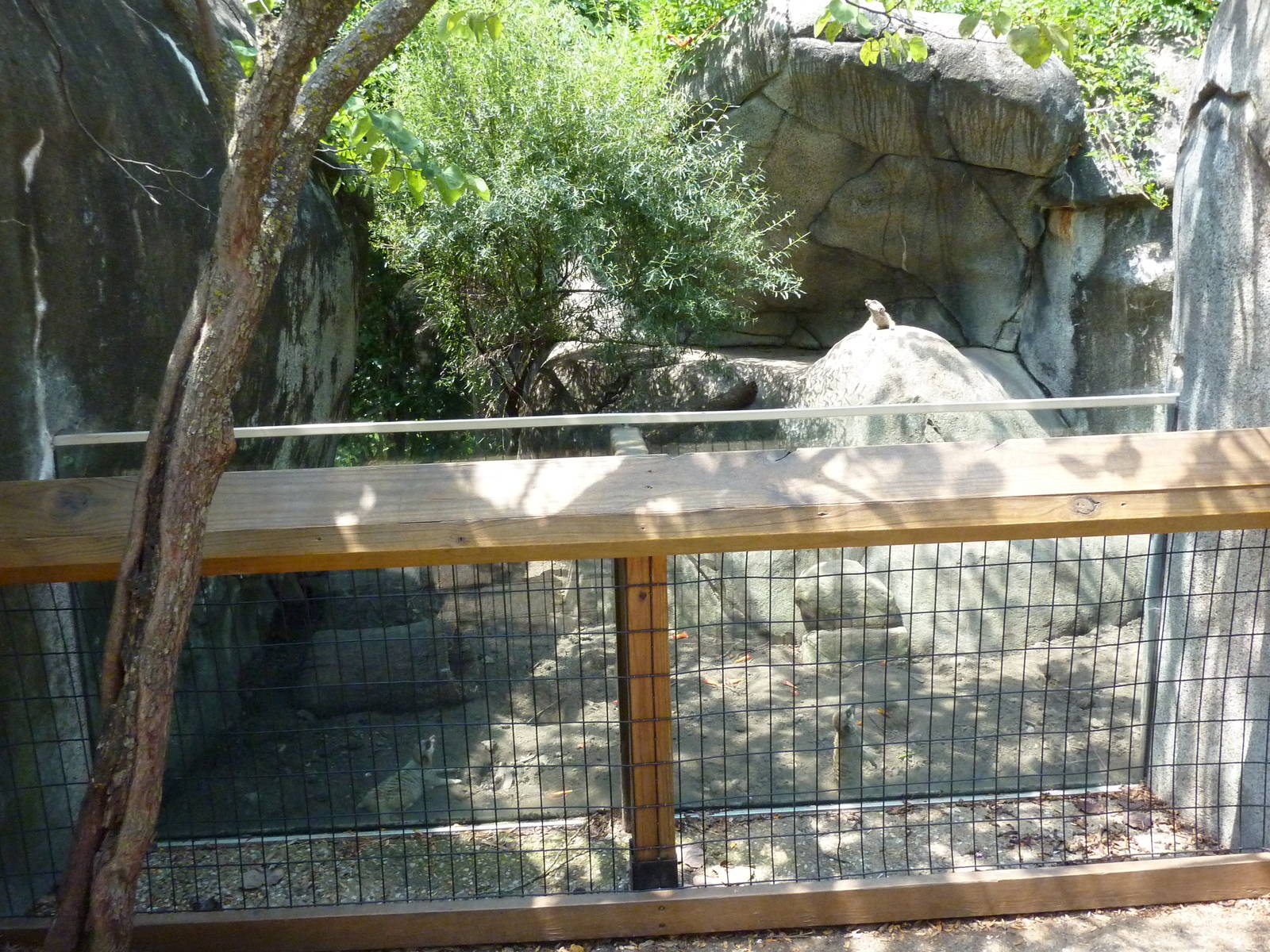 Meerkat Exhibit
