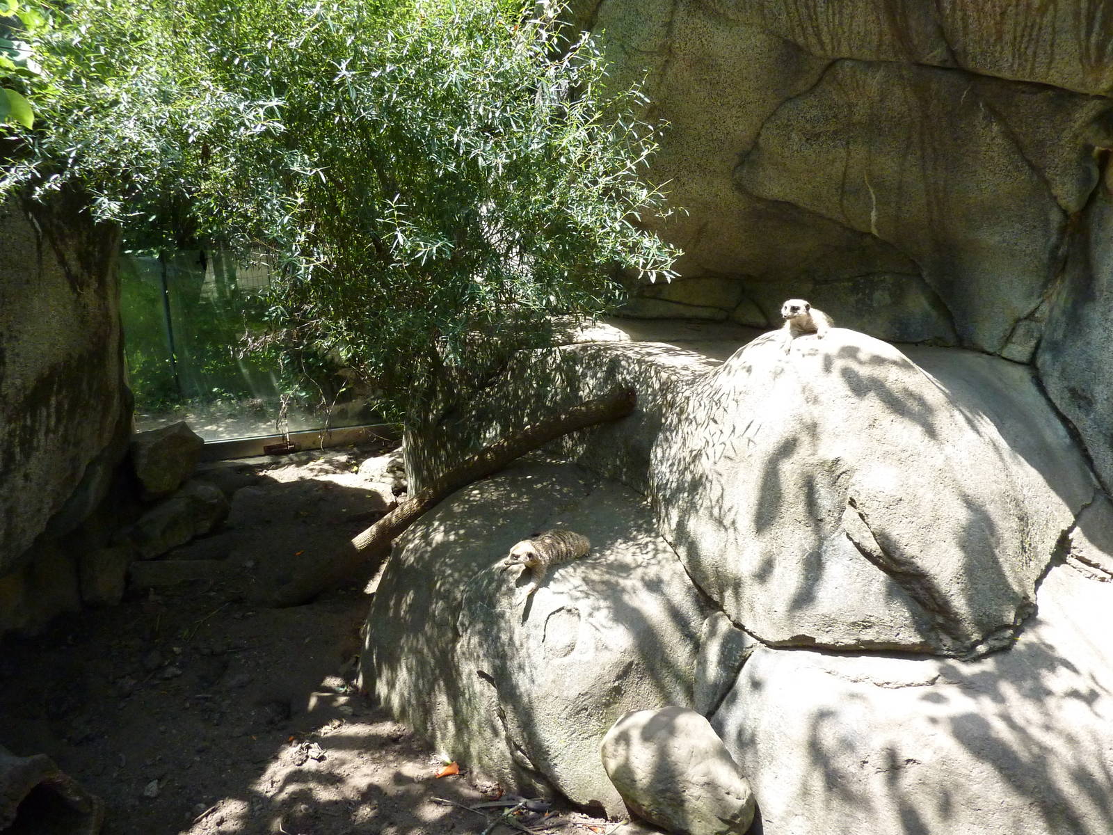 Meerkat Exhibit
