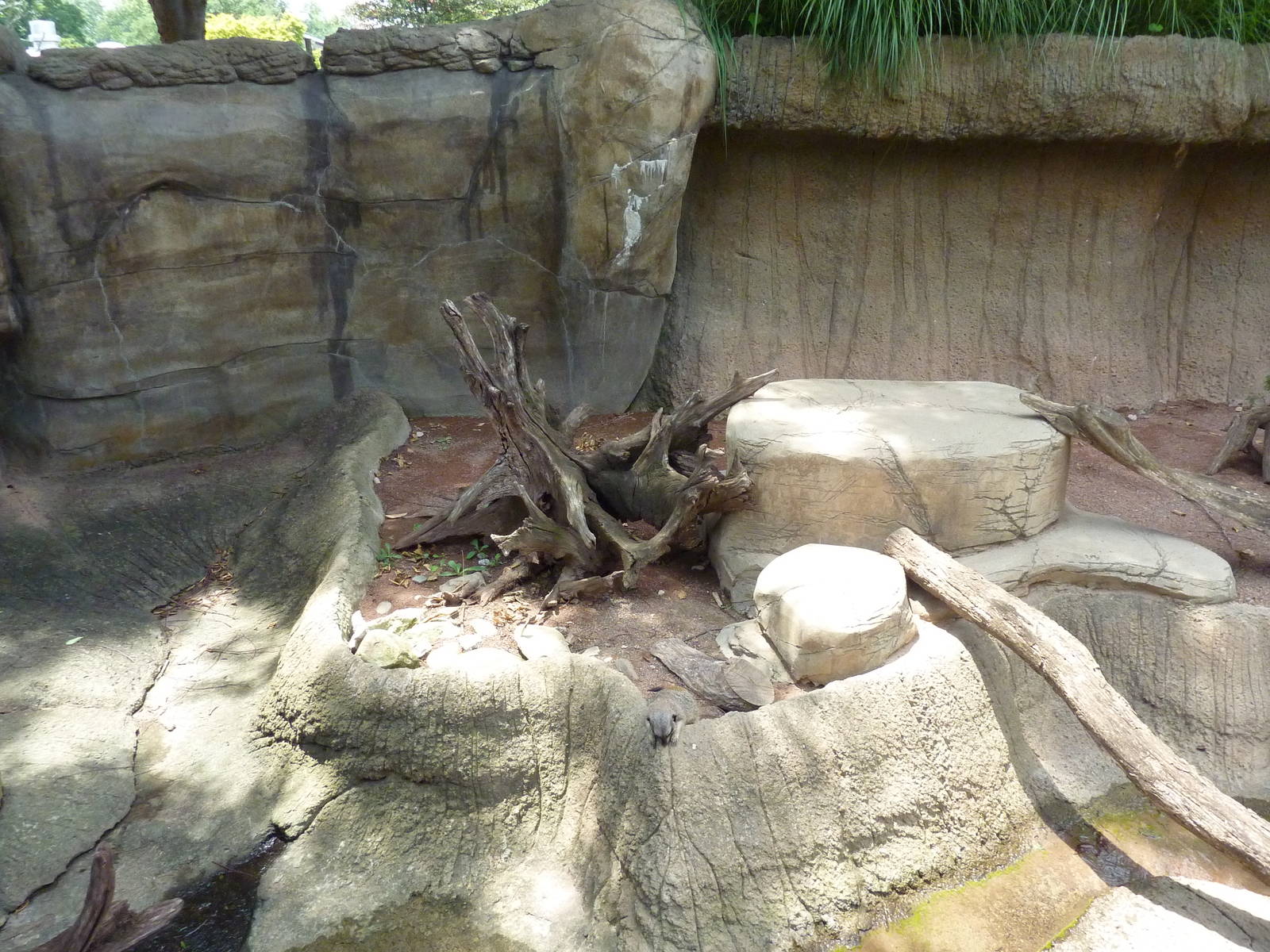Meerkat Exhibit