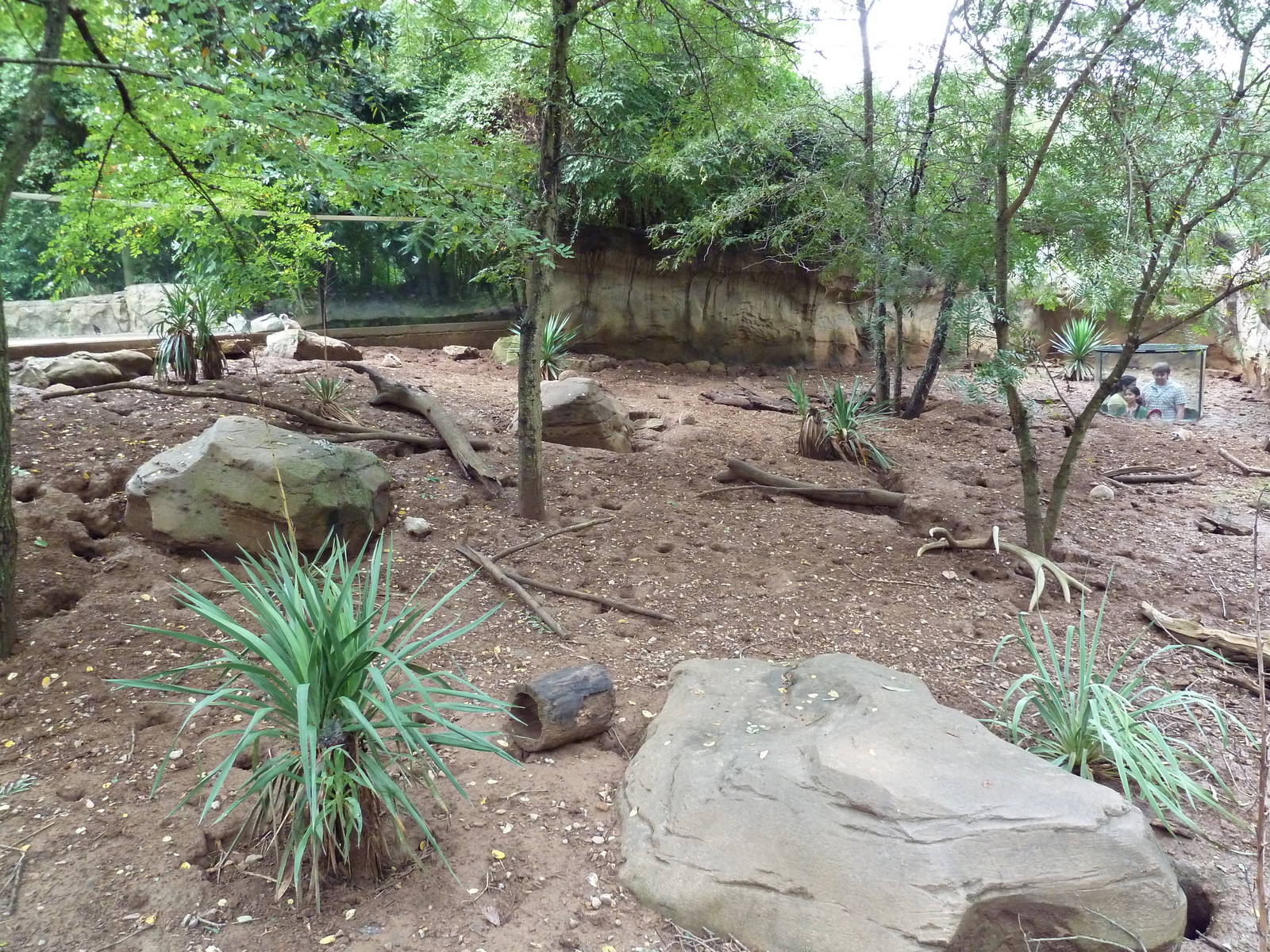 Meerkat Exhibit