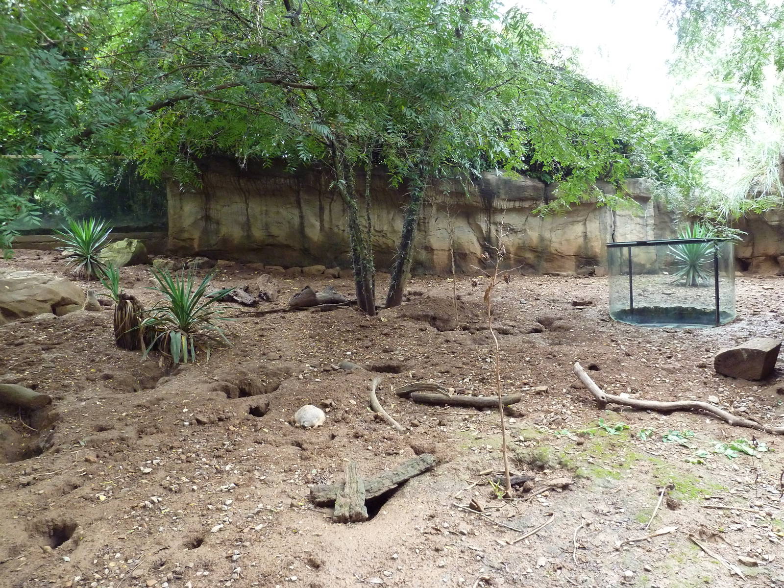 Meerkat Exhibit