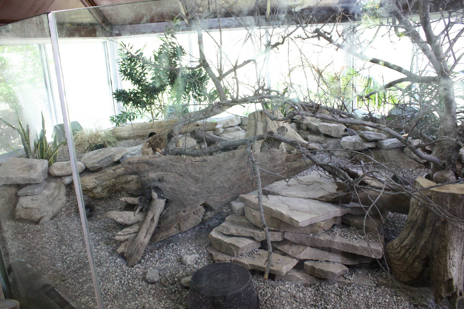 Meerkat Exhibit
