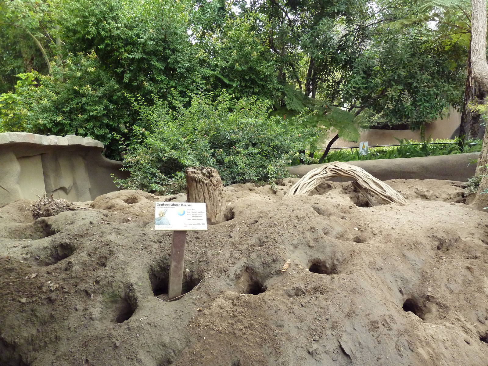 Meerkat Exhibit