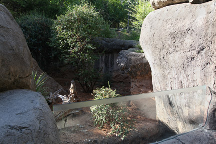 meerkat exhibit