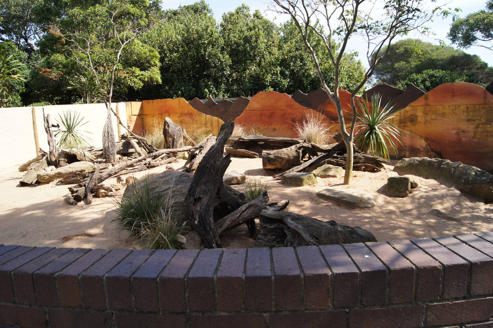Meerkat Exhibit