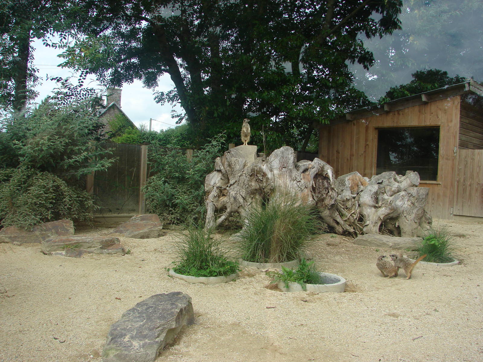 Meerkat exhibit