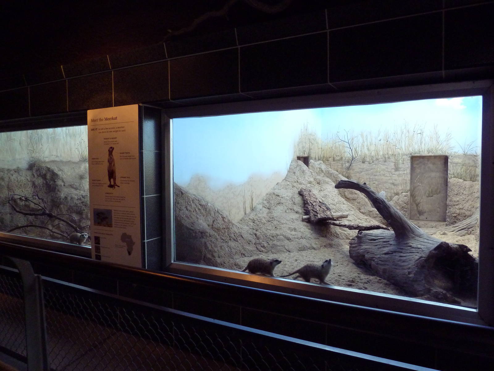 Meerkat Exhibit