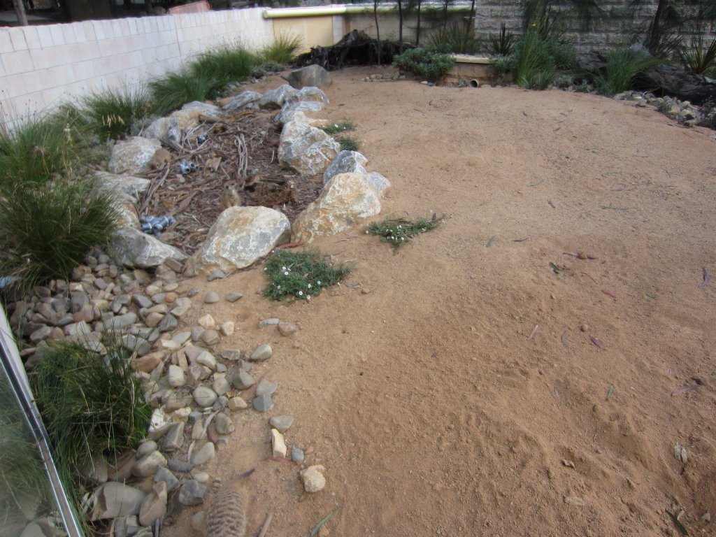 Meerkat exhibit