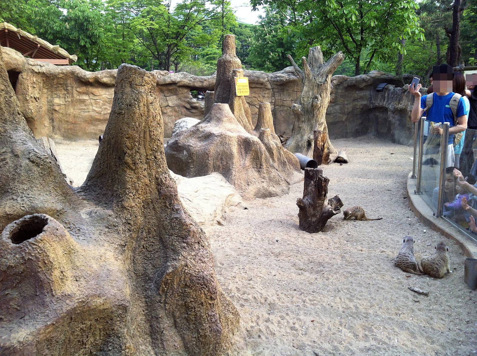 meerkat Exhibit