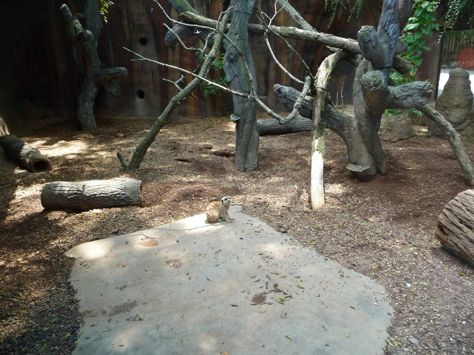 Meerkat Exhibit