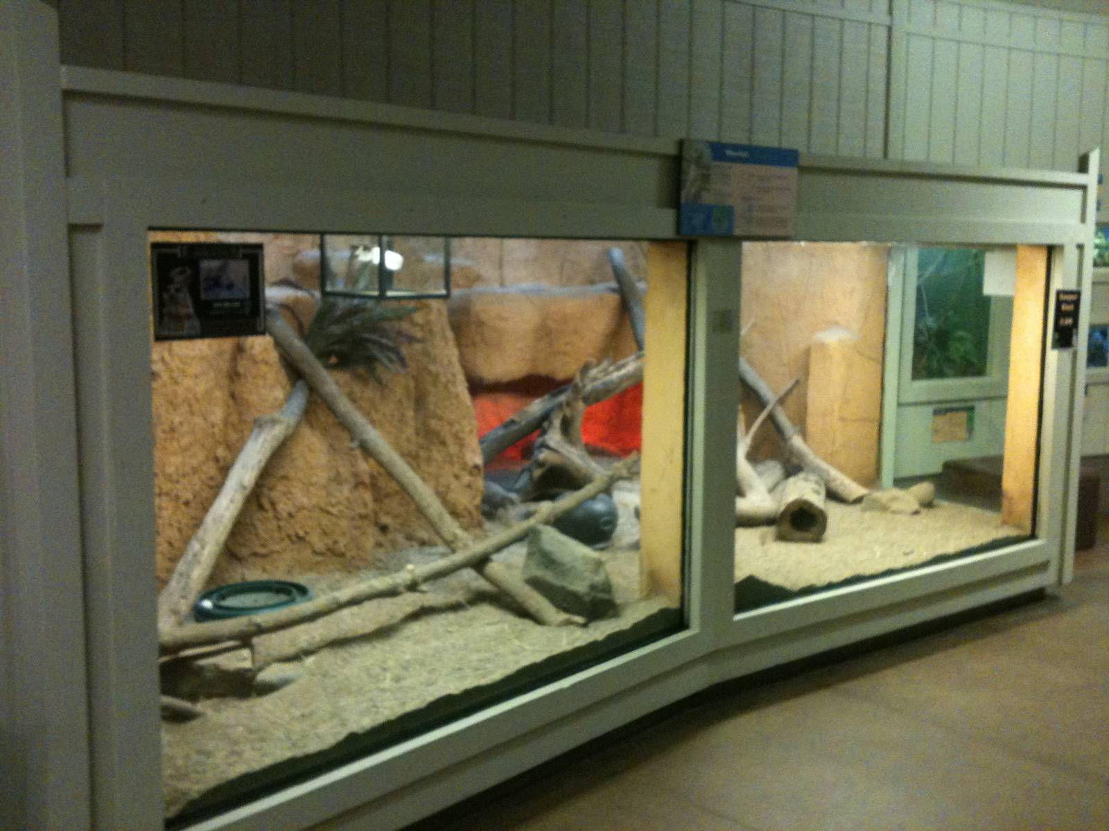 Meerkat exhibit.