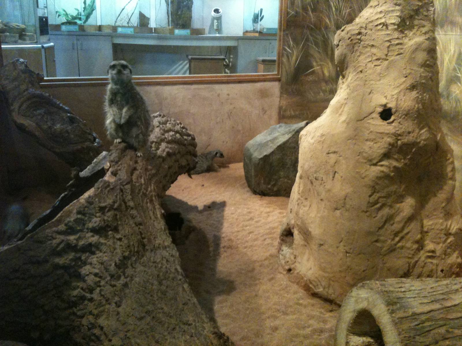 Meerkat exhibit.