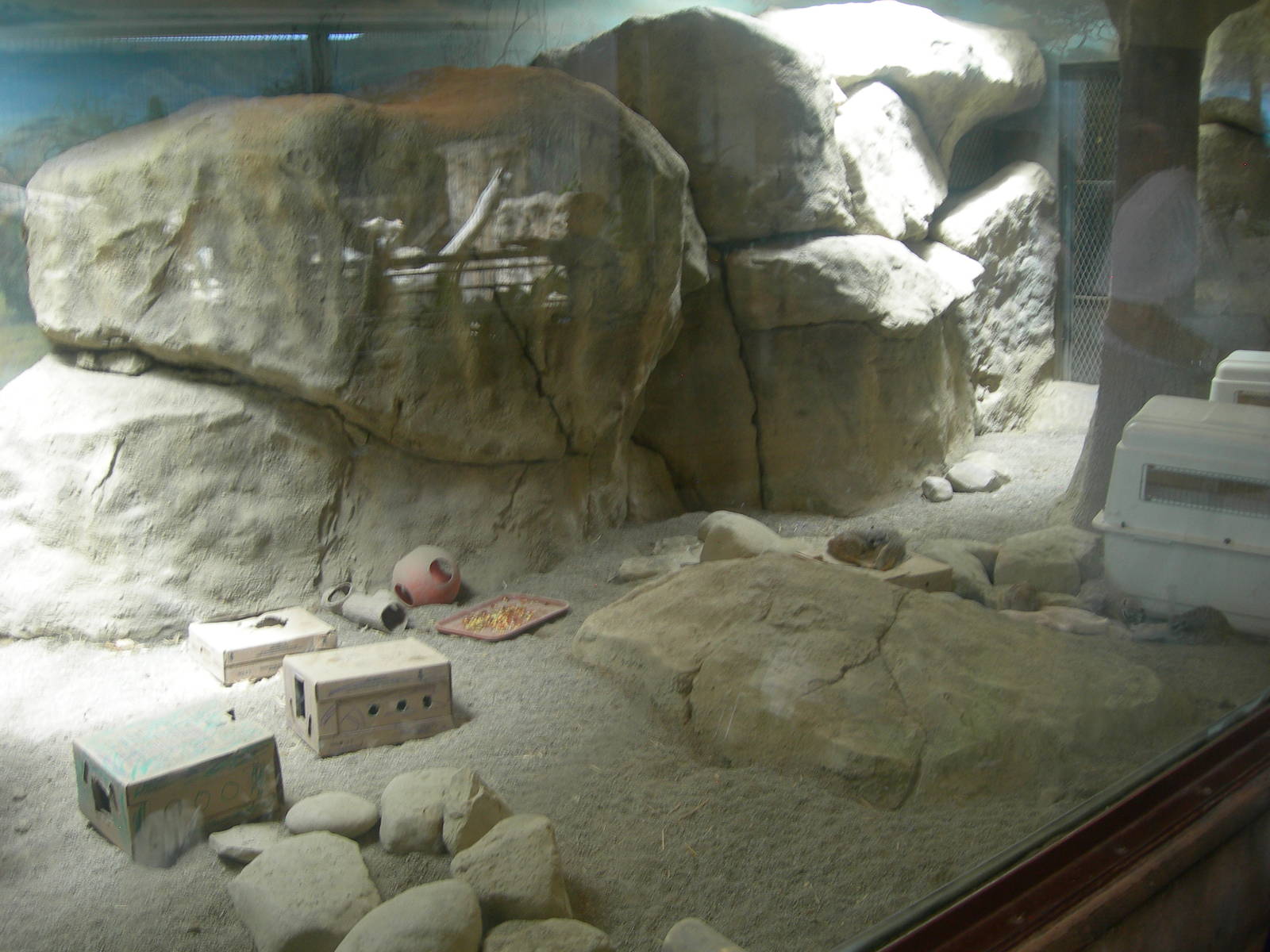 Meerkat Exhibit