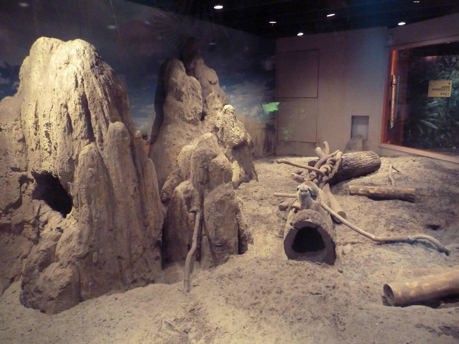 Meerkat Exhibit