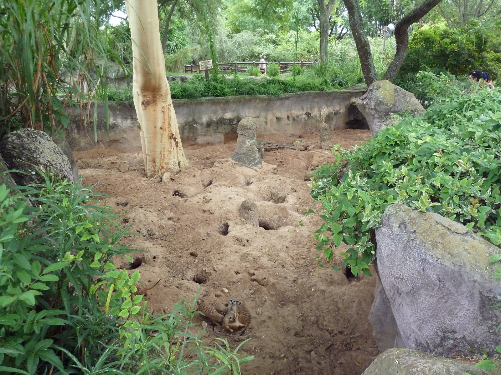 Meerkat Exhibit