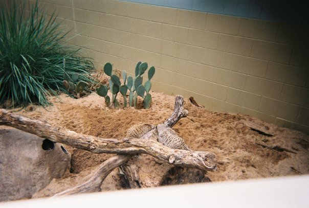 Meerkat Exhibit