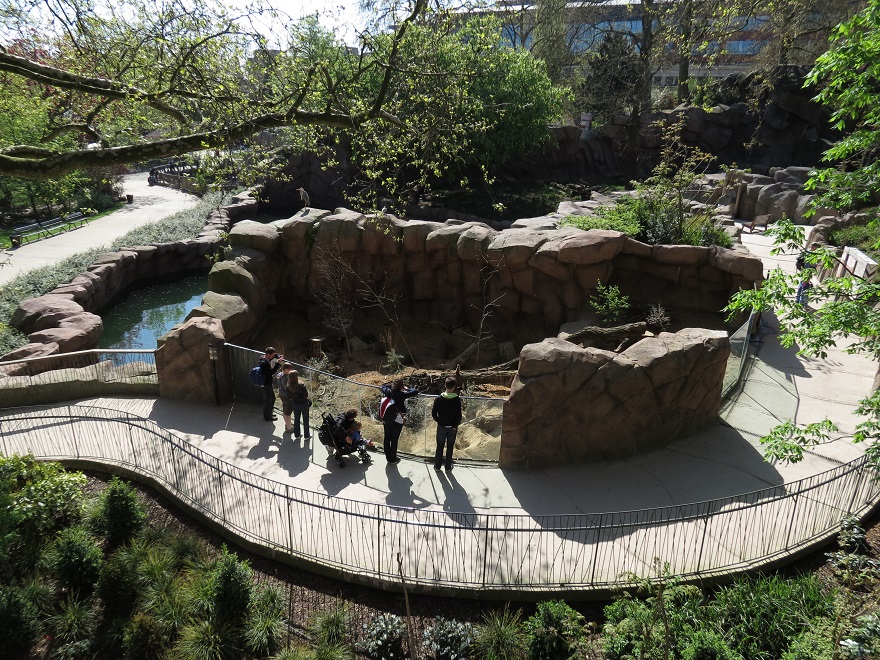 Meerkat exhibit