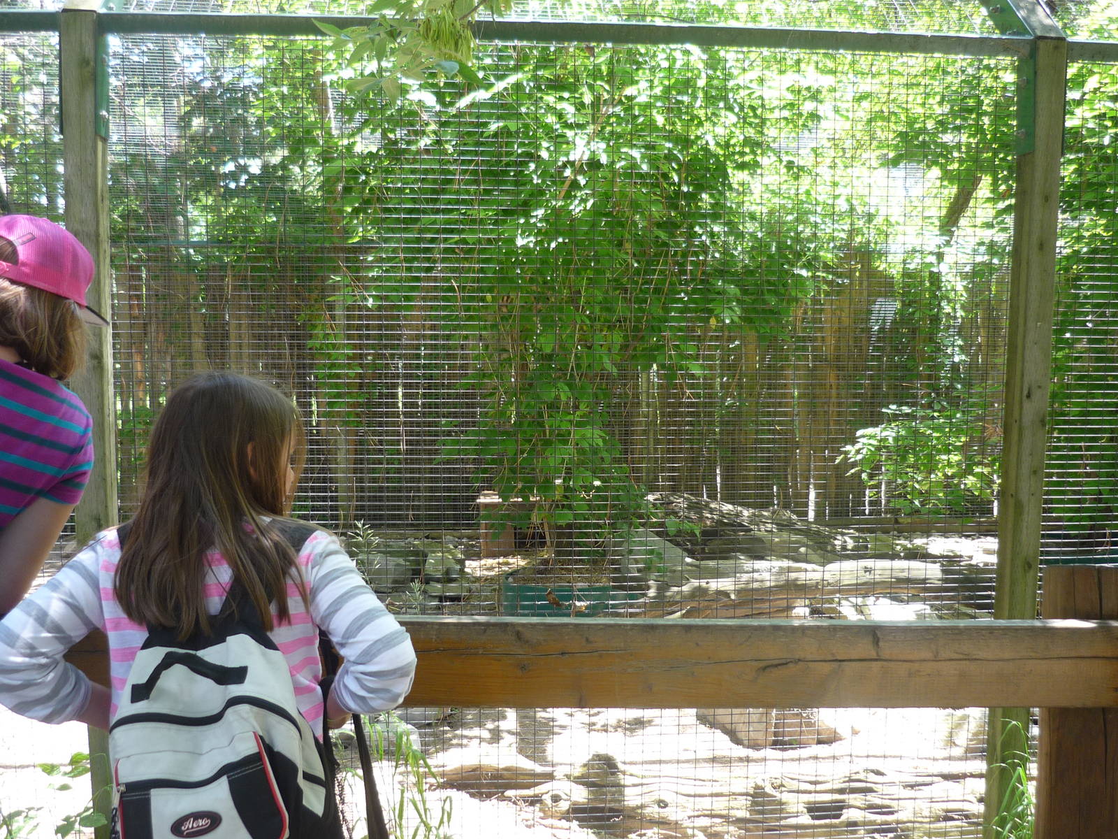 Meerkat exhibit